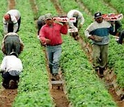 Mexican migrant workers